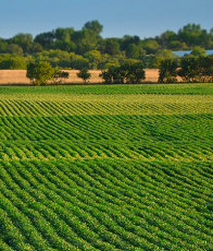 Regenerative Agriculture