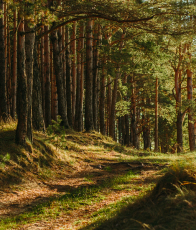 Improved Forest Management